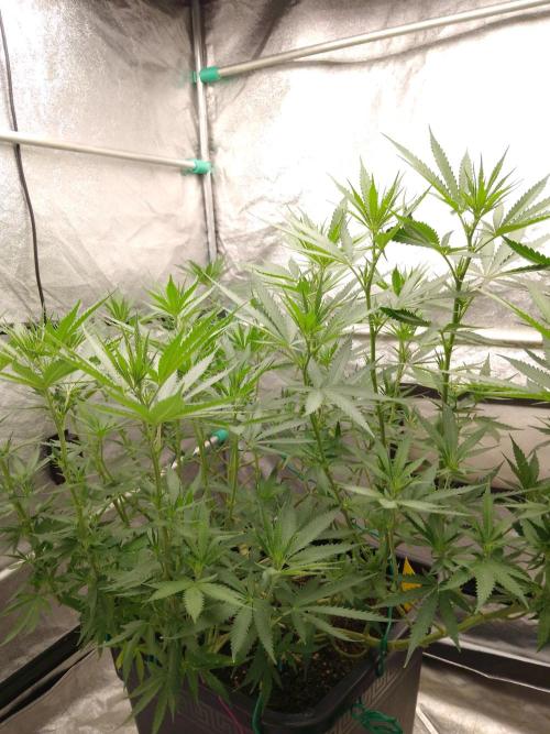 Titania aus eigenen Samen keine Automic. Week 2 - WoOoW 😂 