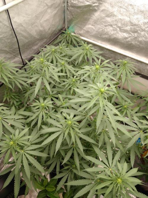 Titania aus eigenen Samen keine Automic. Week 3