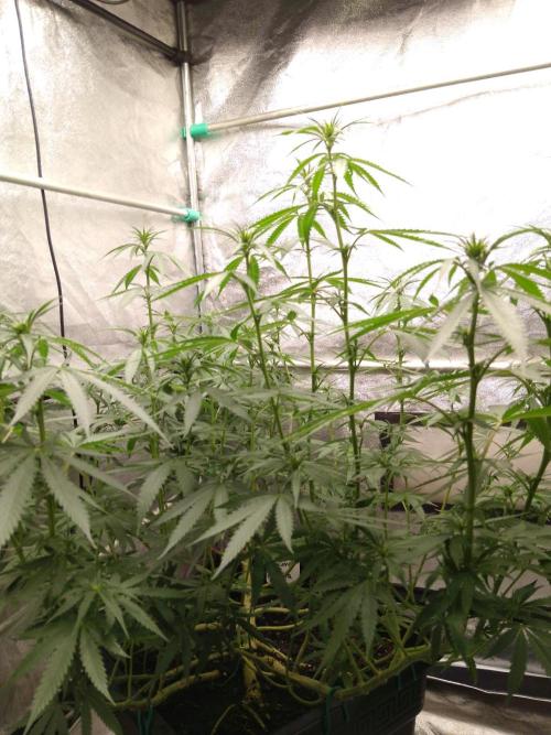 Titania aus eigenen Samen keine Automic. Week 3