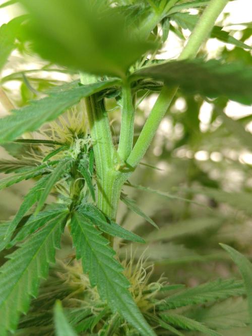 Titania aus eigenen Samen keine Automic. Week 4