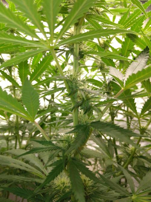 Titania aus eigenen Samen keine Automic. Week 4