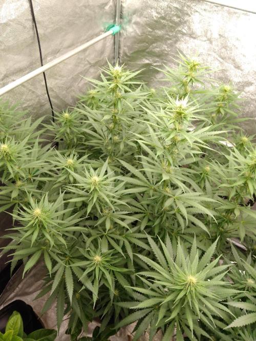 Titania aus eigenen Samen keine Automic. Week 4