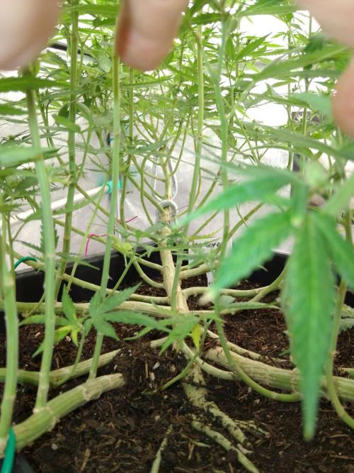 Titania aus eigenen Samen keine Automic. Week 4