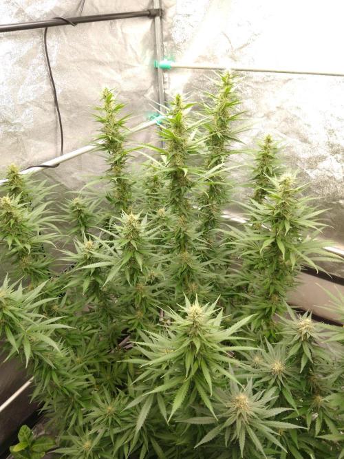 Titania aus eigenen Samen keine Automic. Week 5