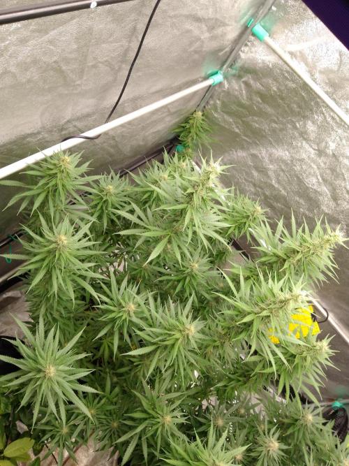 Titania aus eigenen Samen keine Automic. Week 5