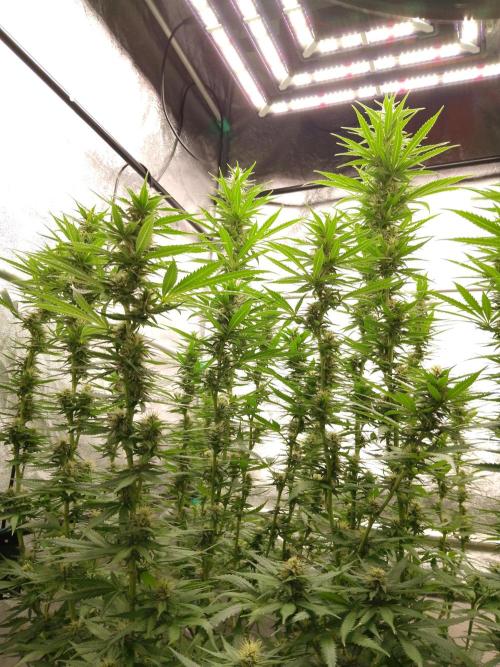 Titania aus eigenen Samen keine Automic. Week 5