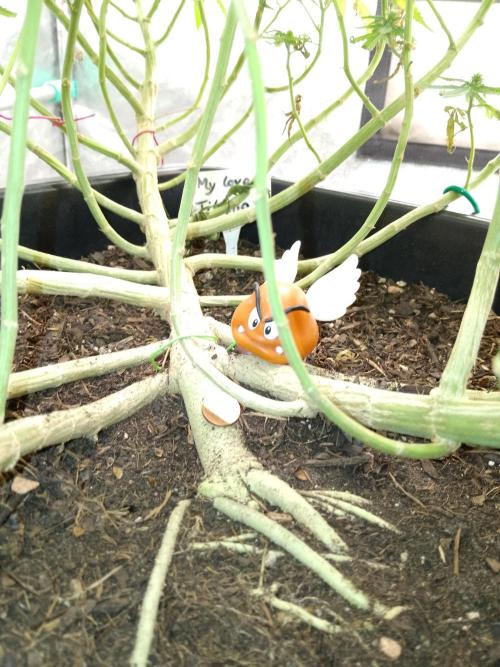 Titania aus eigenen Samen keine Automic. Week 5