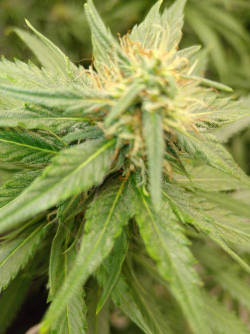 Titania aus eigenen Samen keine Automic. Week 5