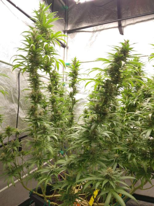 Titania aus eigenen Samen keine Automic. Week 6