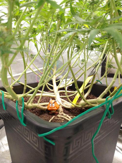 Titania aus eigenen Samen keine Automic. Week 6