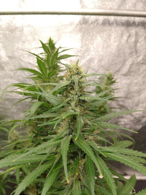 Titania aus eigenen Samen keine Automic. Week 6