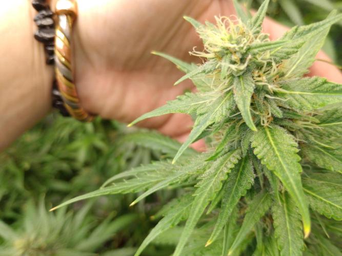 Titania aus eigenen Samen keine Automic. Week 6