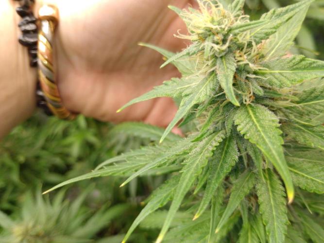 Titania aus eigenen Samen keine Automic. Week 6