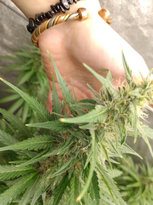 Titania aus eigenen Samen keine Automic. Week 6