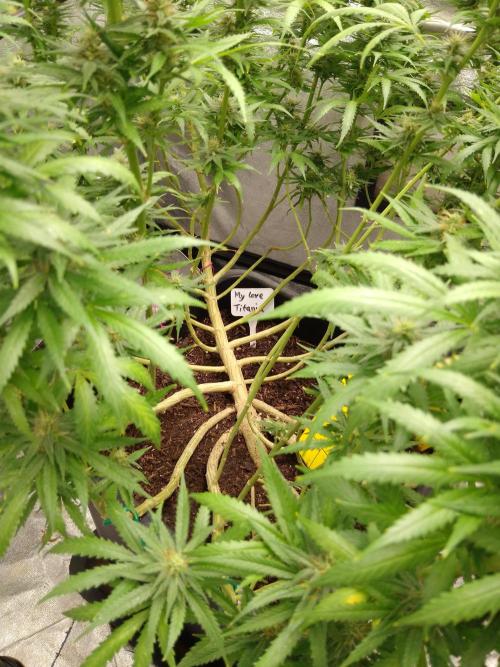 Titania aus eigenen Samen keine Automic. Week 6