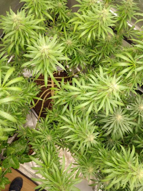 Titania aus eigenen Samen keine Automic. Week 6