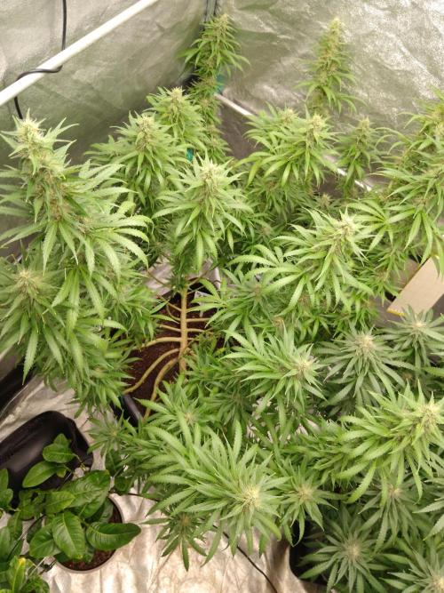 Titania aus eigenen Samen keine Automic. Week 6