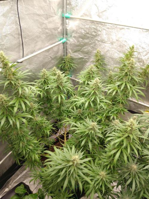 Titania aus eigenen Samen keine Automic. Week 6