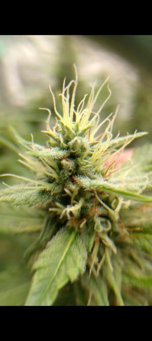 Comment by TinyTitania photo #1