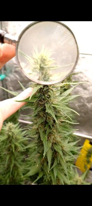 Comment by TinyTitania photo #2