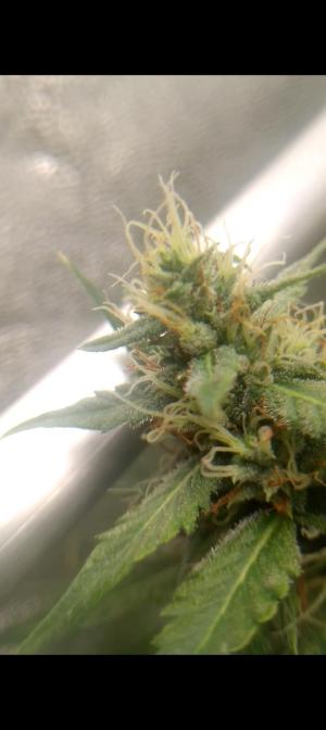 Comment by TinyTitania photo #4