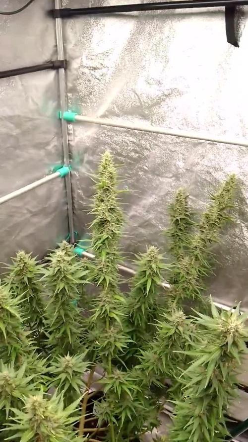 Titania aus eigenen Samen keine Automic