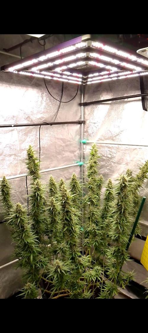 Titania aus eigenen Samen keine Automic. Week 7