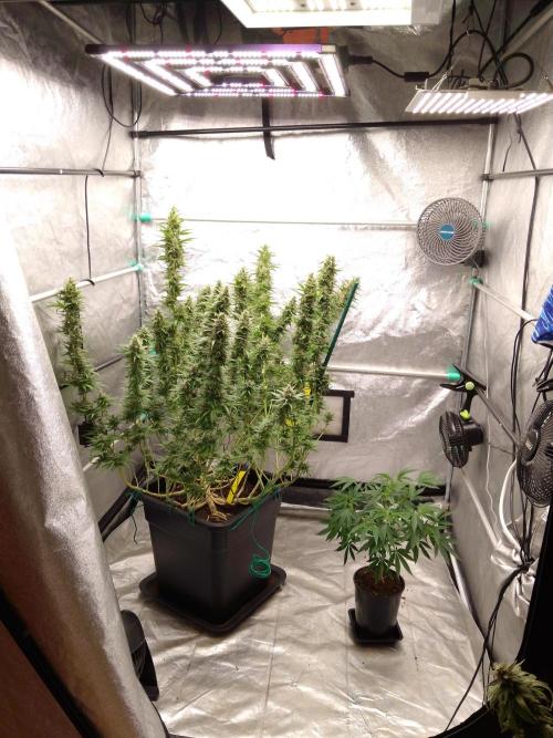 Titania aus eigenen Samen keine Automic. Week 9