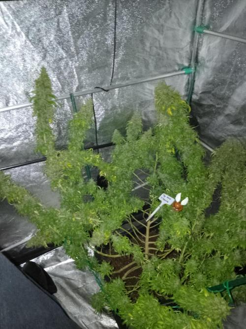 Titania aus eigenen Samen keine Automic. Week 11