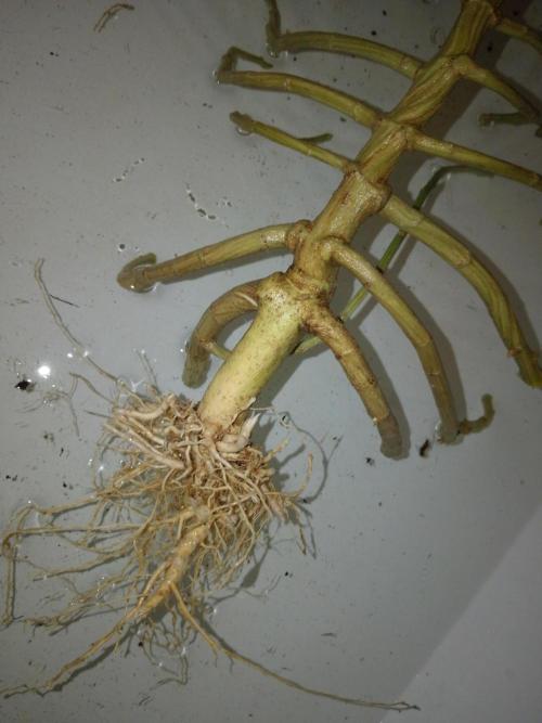 Titania aus eigenen Samen keine Automic. Week 11