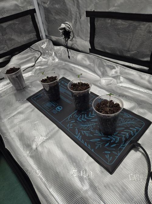 Inaugural grow 26. Week 0 - After 1 week direct planting in soil