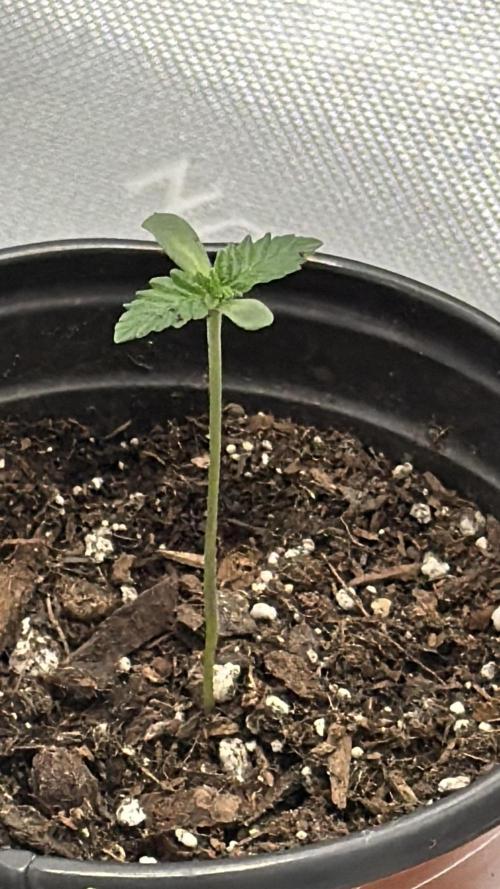 Rare Air Grows. Week 0 - Donny Burger 