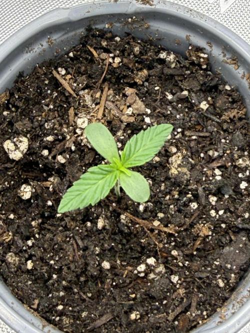 Rare Air Grows. Week 0