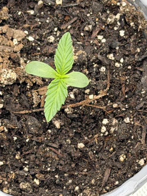 Rare Air Grows. Week 0