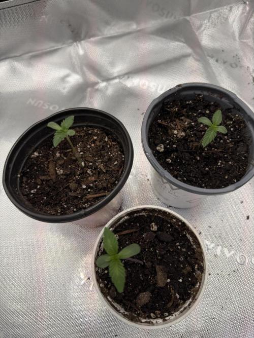 Rare Air Grows. Week 0 - Three little birds 