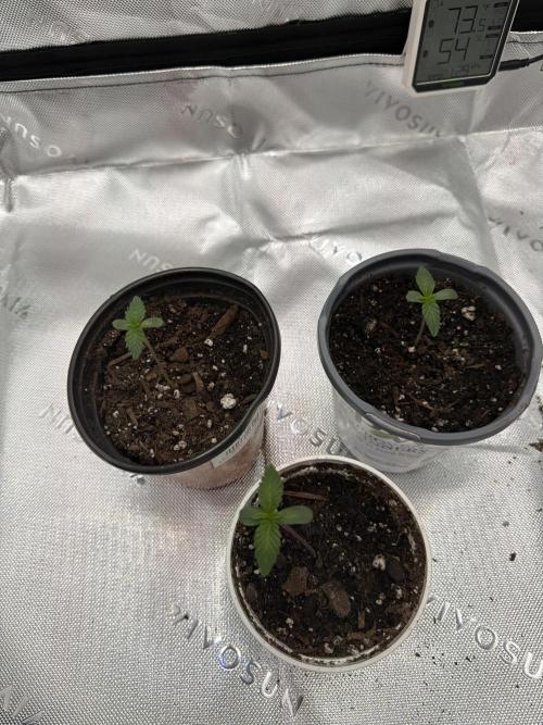 Rare Air Grows. Week 0