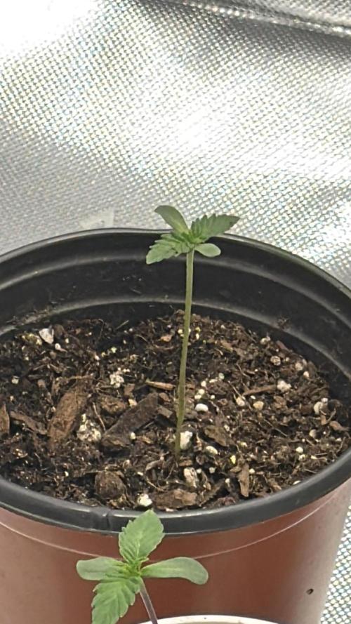 Rare Air Grows. Week 0