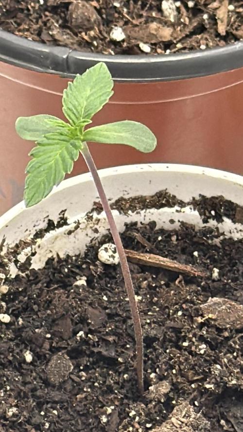 Rare Air Grows. Week 0 - Gammathon