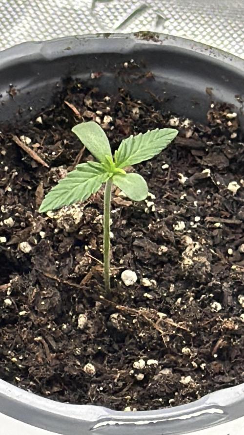 Rare Air Grows. Week 0