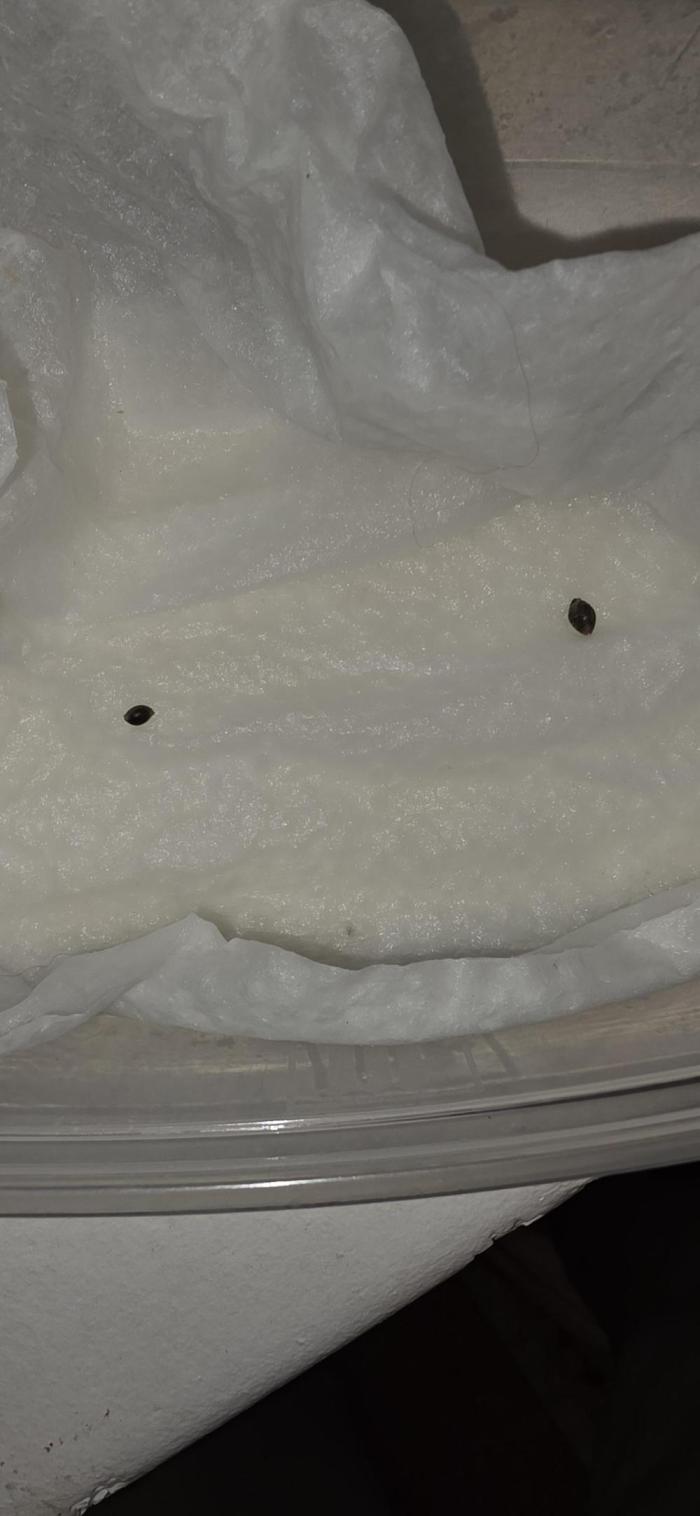 Dominicks 3rd grow. Week 0 - Big seed is Cookie Puncher. 
