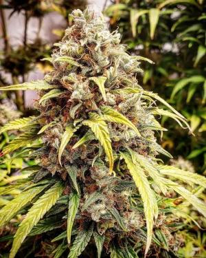 Comment by Peno420 photo #1