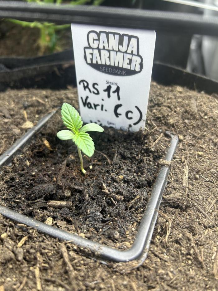 RS11 Ganjafarmer CCG C. Week 2