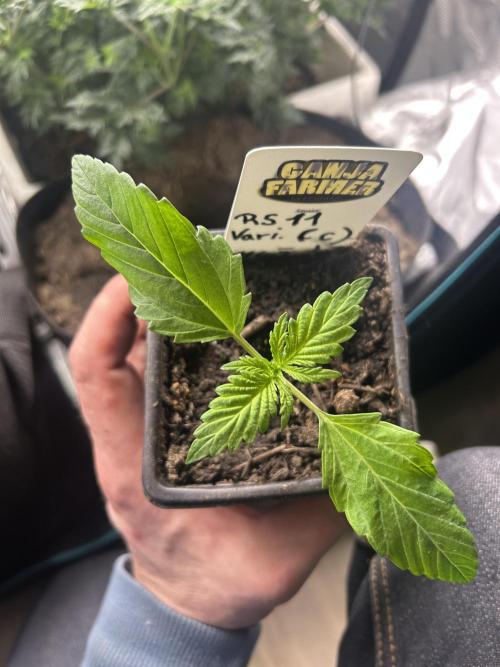 RS11 Ganjafarmer CCG C. Week 3