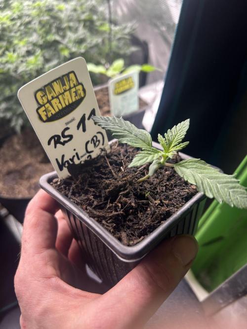 RS11 Ganjafarmer CCG B. Week 3
