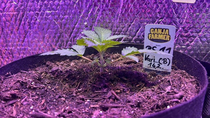 RS11 Ganjafarmer CCG B. Week 4