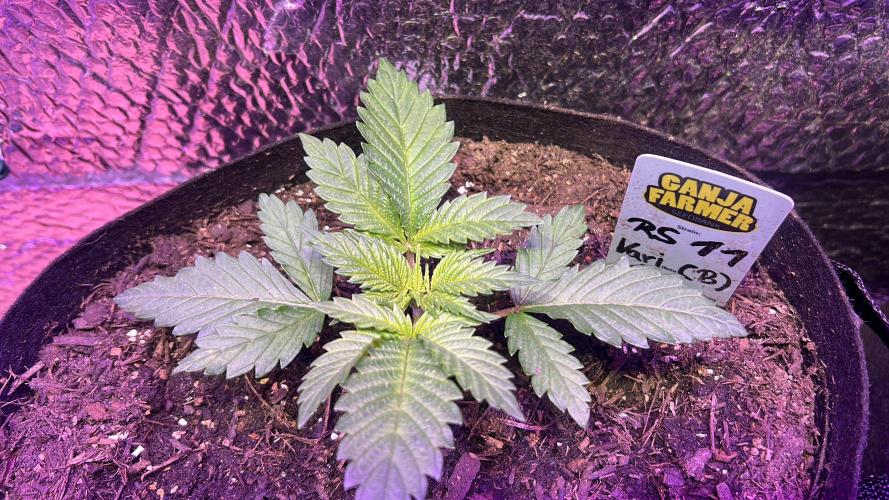 RS11 Ganjafarmer CCG B. Week 4
