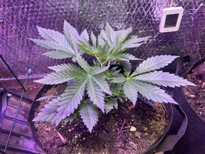 RS11 Ganjafarmer CCG B. Week 5
