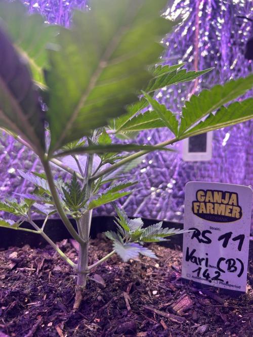 RS11 Ganjafarmer CCG B. Week 5