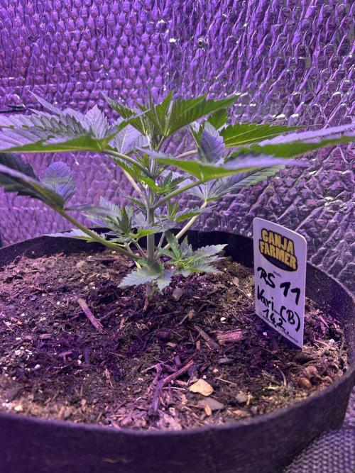 RS11 Ganjafarmer CCG B. Week 5