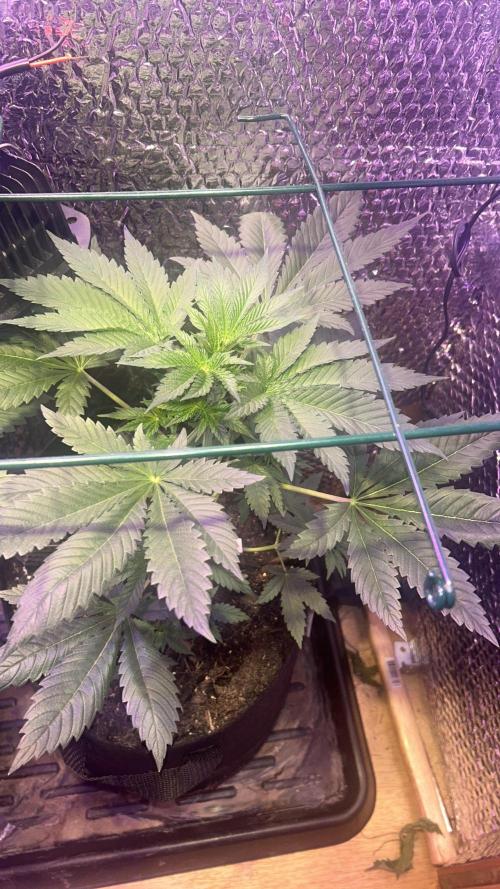 RS11 Ganjafarmer CCG B. Week 6